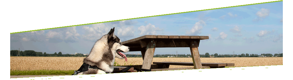 Hund sitzt vorm Tisch und blickt in die Landschaft