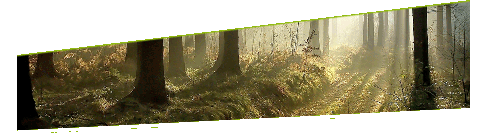 Hundeschule Teamwork Attendorn - Sonne dringt durch den Wald