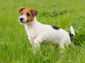 Welpenprägung - Hundeschule Teamwork Attendorn